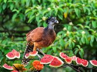 Great Curassow (female)