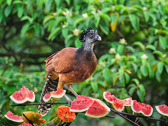 Great Curassow (female)