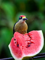 Black-cheeked Woodpecker