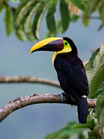 Yellow-throated Toucan