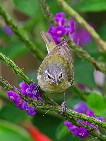 Tennessee Warbler