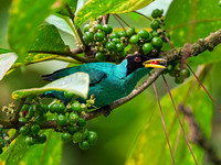 Green Honeycreeper (male)