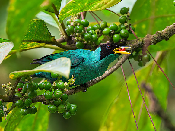 Green Honeycreeper (male)