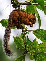 Variegated Squirrel