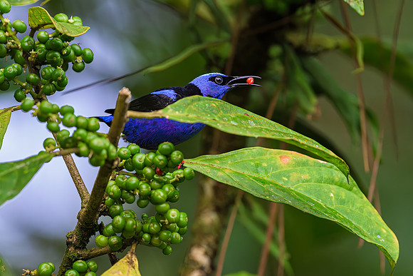 Red-Legged Honeycreeper (male)