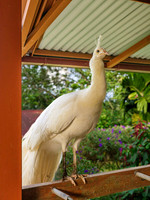 White Peacock
