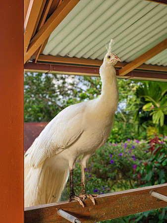White Peacock