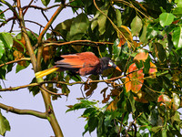 Montezuma Oropendola