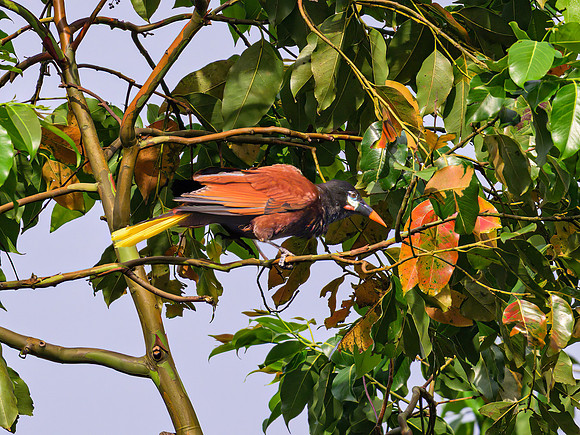 Montezuma Oropendola