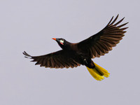 Montezuma Oropendola