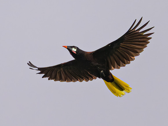 Montezuma Oropendola