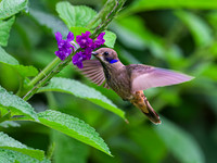 Brown Violetear