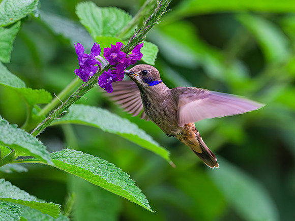 Brown Violetear