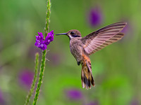 Brown Violetear