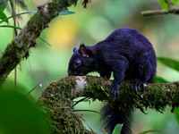 Black Squirrel