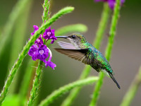 Crowned Woodnymph