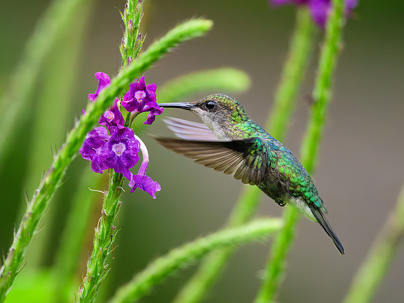 Crowned Woodnymph
