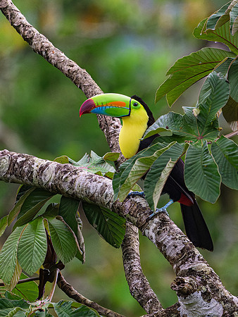 Keel-billed Toucan