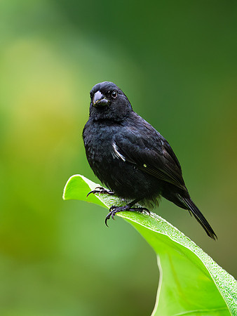 Variable Seedeater