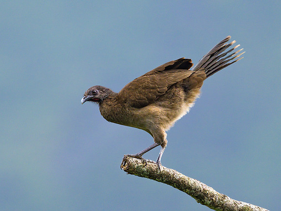 Gray-headed Chacalaca