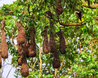 Montezuma Oropendola