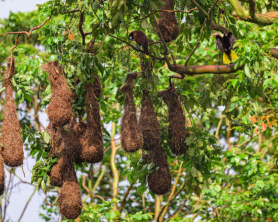 Montezuma Oropendola