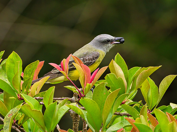 Tropical Kingbird