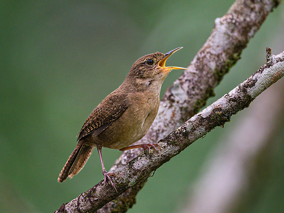 Southern House Wren