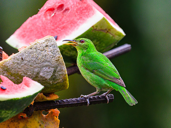 Green Honeycreeper (female)