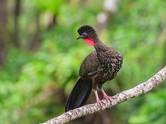 Crested Guan