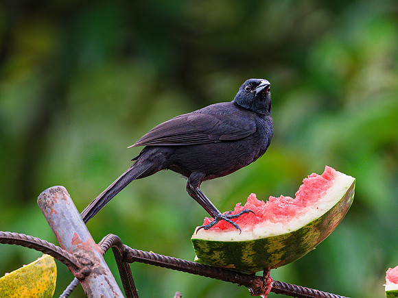 Melodious Blackbird
