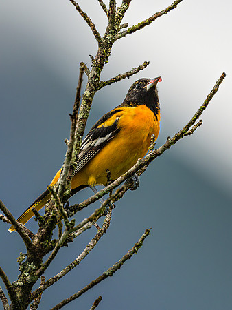 Baltimore Oriole (male)