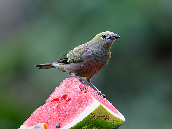 Palm Tanager