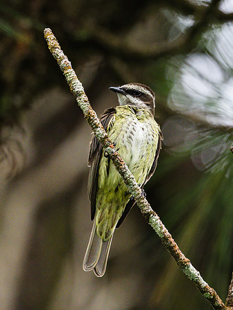 Piratic Flycatcher
