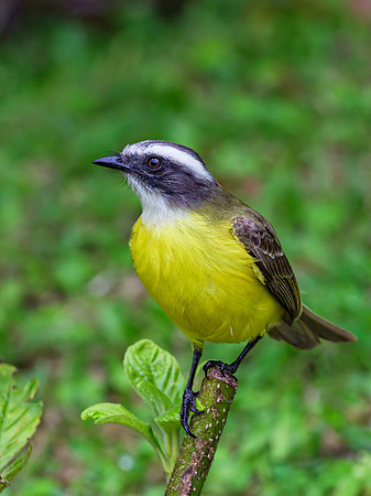 Social Flycatcher