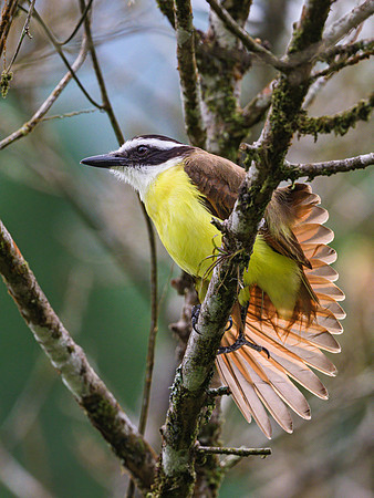 Great Kiskadee