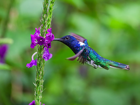 White-necked Jacobin