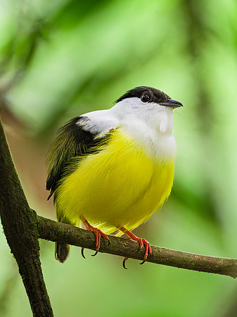 White-collared Manakin