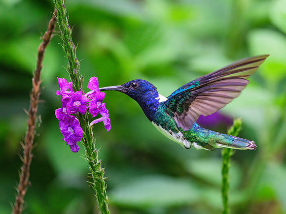 White-necked Jacobin