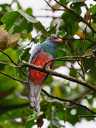 Slaty-tailed Trogon (male)