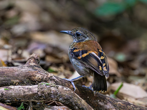Spotted Antbird