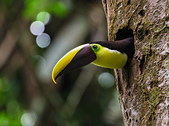 Yellow-throated Toucan