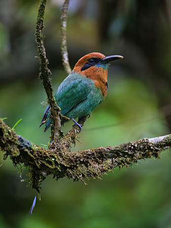 Broad-billed Motmot