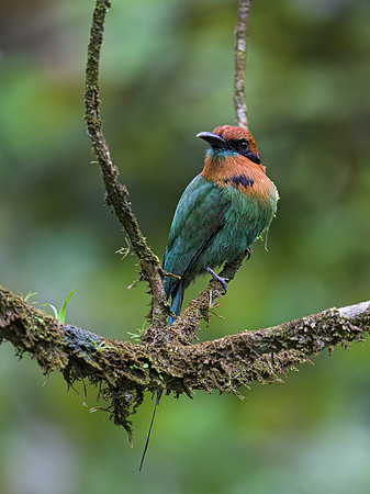 Broad-billed Motmot