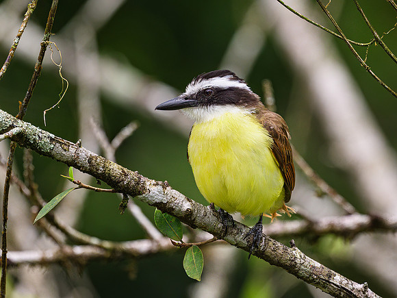 Great Kiskadee