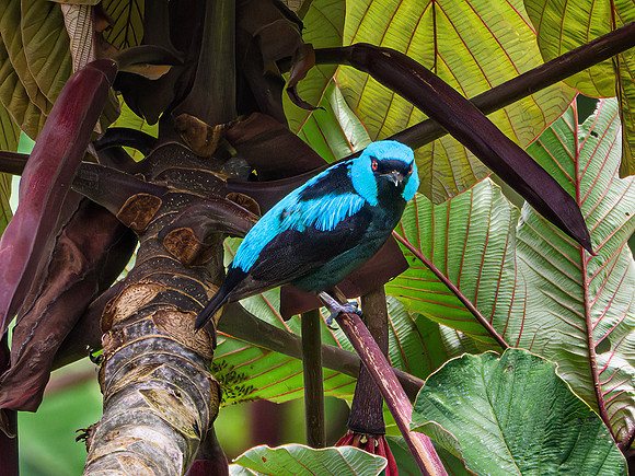 Scarlet-thighed Dacnis