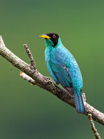 Green Honeycreeper (male)