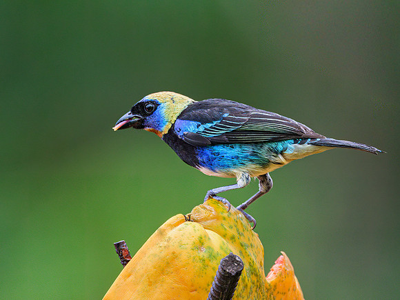 Golden-hooded Tanager