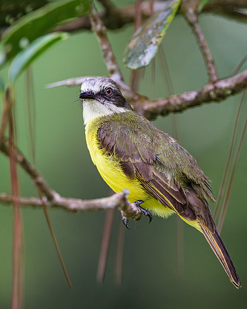 Gray-capped Flycatcher