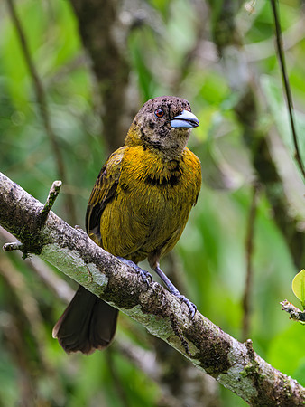 Scarlet-rumped Tanager (female)